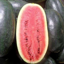 Арбуз Зеленая торпеда