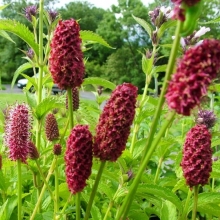 Кровохлёбка Уралочка лекарственная