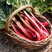 Ревень Дачный