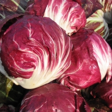 Салат Пала Росса цикорный