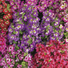 Схизантус Dr.Badger`s Hybrids mix визетонский (большой пакет)