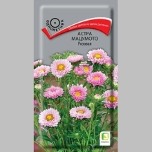Астра Мацумото Розовая