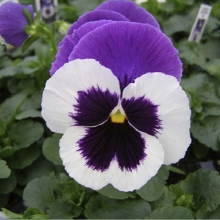 Виола Карибы F1 (Виттрока)