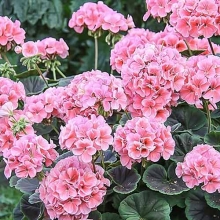 Пеларгония Буллз Ай F1 Салмон