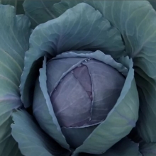 Капуста Рэд Джевел F1