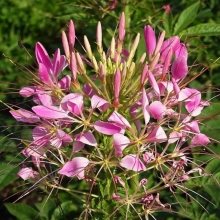 Клеома Королева роз