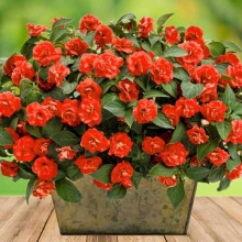 Бальзамин Искушение оранжевое F1 (Уоллера)