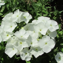 Флокс Взбитые сливки (Друммонда)