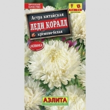 Астра Леди Коралл Кремово-белая