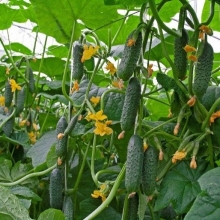 Огурец Волжский F1