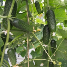 Огурец Ардия F1 (большой пакет)