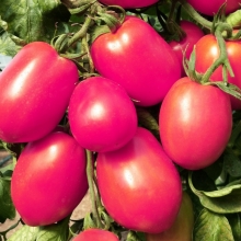 Томат Де Барао розовый