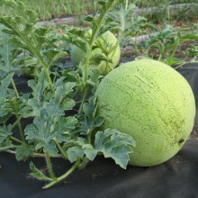 Арбуз Сорбет