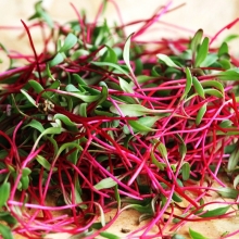 Микрозелень Свекла столовая микс