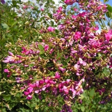 Леспедеца Биколор двуцветная