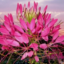 Клеома Камелия