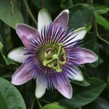 Пассифлора Сладкая чаша