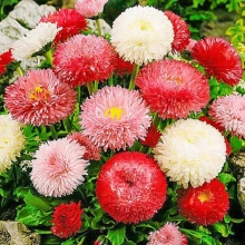 Маргаритка Смесь окрасок (густомахровая)