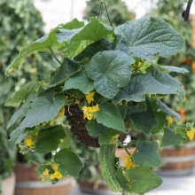 Огурец Петипикел F1 (Огород на балконе)