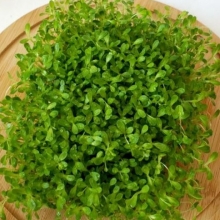 Микрозелень Фитнес микс