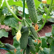 Огурец Гирлянда F1