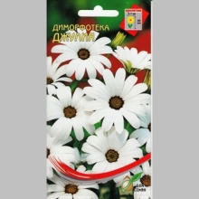 Диморфотека Джулия белая