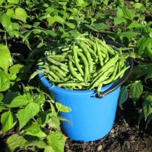 Фасоль Черные глаза