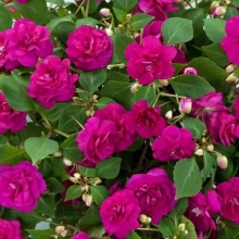 Бальзамин Искушение светло-пурпурное F1