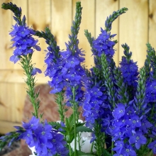 Вероника Ройал Блу