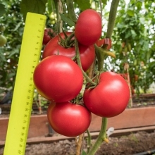 Томат Королева F1