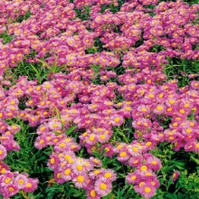 Эригерон Розовый бриллиант