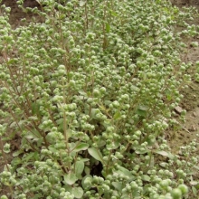 Майоран садовый Сканди