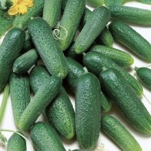 Огурец Герасим F1