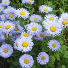 Мелколепестник Светло-голубой