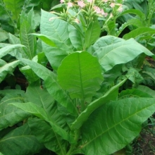 Табак Кубинский курительный