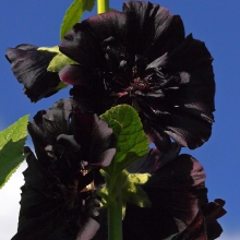 Мальва Джет Блэк