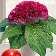 Целозия Концертина Пинк (горшечная)