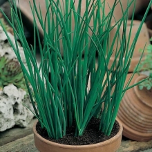 Лук Витаминный сноп (шнитт)