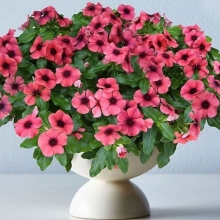 Катарантус Тату Папайя (Винка)