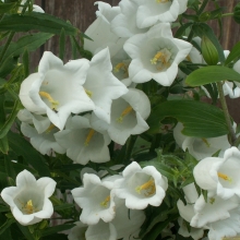 Колокольчик Снежана средний