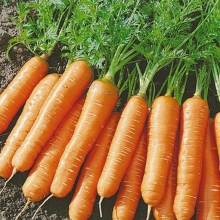 Морковь Миникор