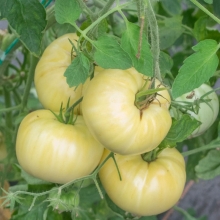 Томат Сахар белый