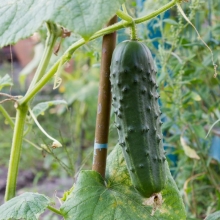 Огурец Городской Огурчик F1