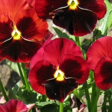 Виола Вечерний жар