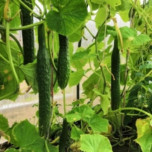 Огурец Китайский Джин №1 F1