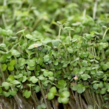 Микрозелень Горчица микс