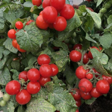 Томат Черри Каменный цветок F1