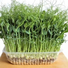 Микрозелень Зеленый горошек