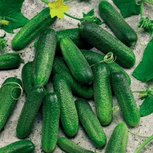 Огурец Корюшка F1