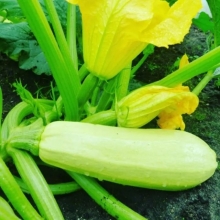 Кабачок Казанова F1